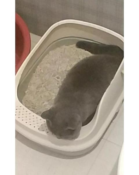 猫咪不在猫砂盆便便怎么办？原因及解决技巧