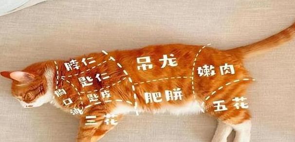 吃猫肉4大禁忌
