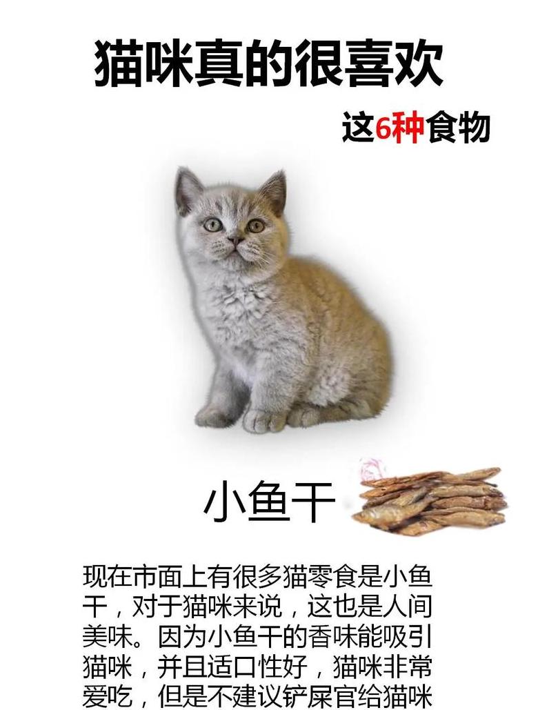 幼猫适宜食用的20种健康食物盘点