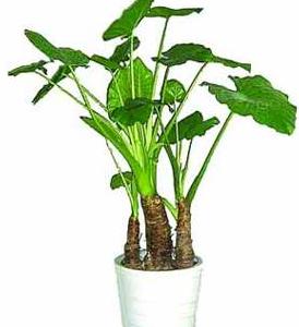 居家风水禁忌：哪些花不宜种植