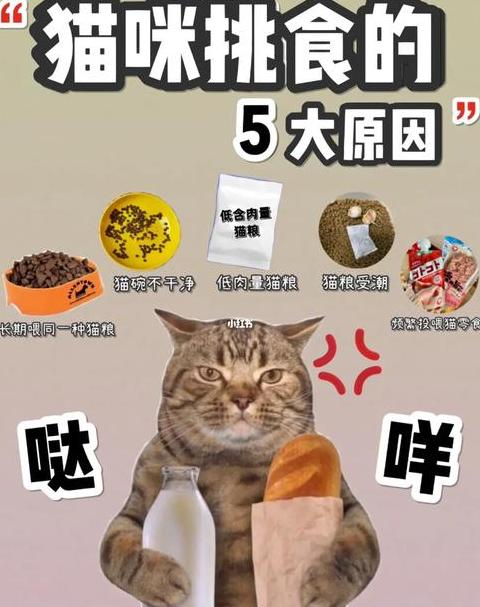 猫咪误食饼干后怎么办及处理方法