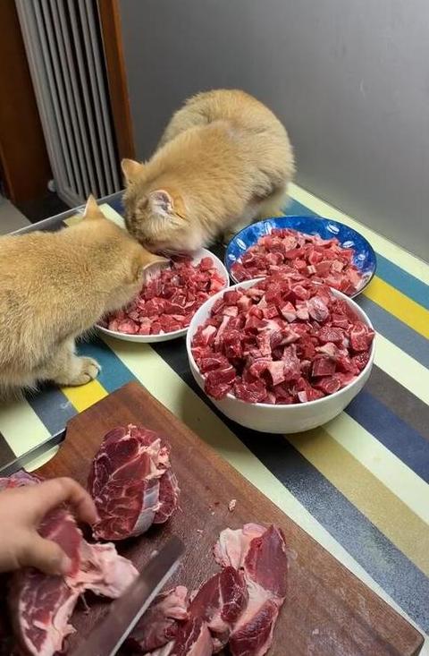 猫适宜吃哪种牛肉：生还是熟？