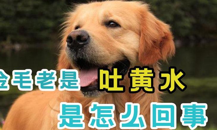酒后呕吐黄水苦水原因解析