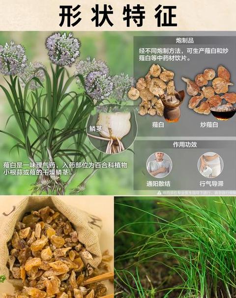 薤白俗名