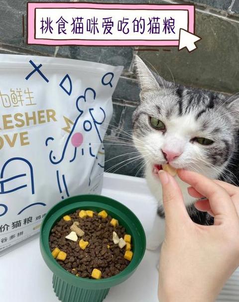 猫粮推荐：挑食猫的福音，性价比猫粮大盘点