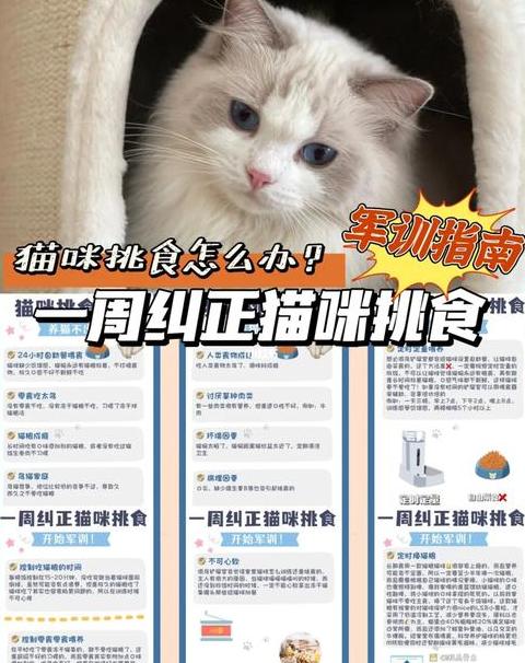 猫咪挑食只吃猫粮？7招改善饮食习惯