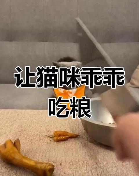 小猫不吃猫粮不停叫的原因及解决方法