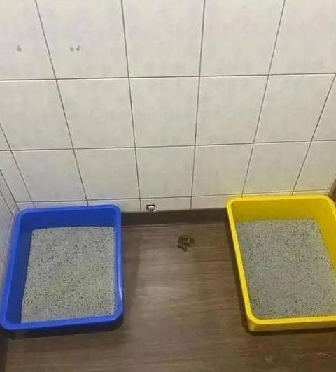 猫咪大便偏盆外原因解析