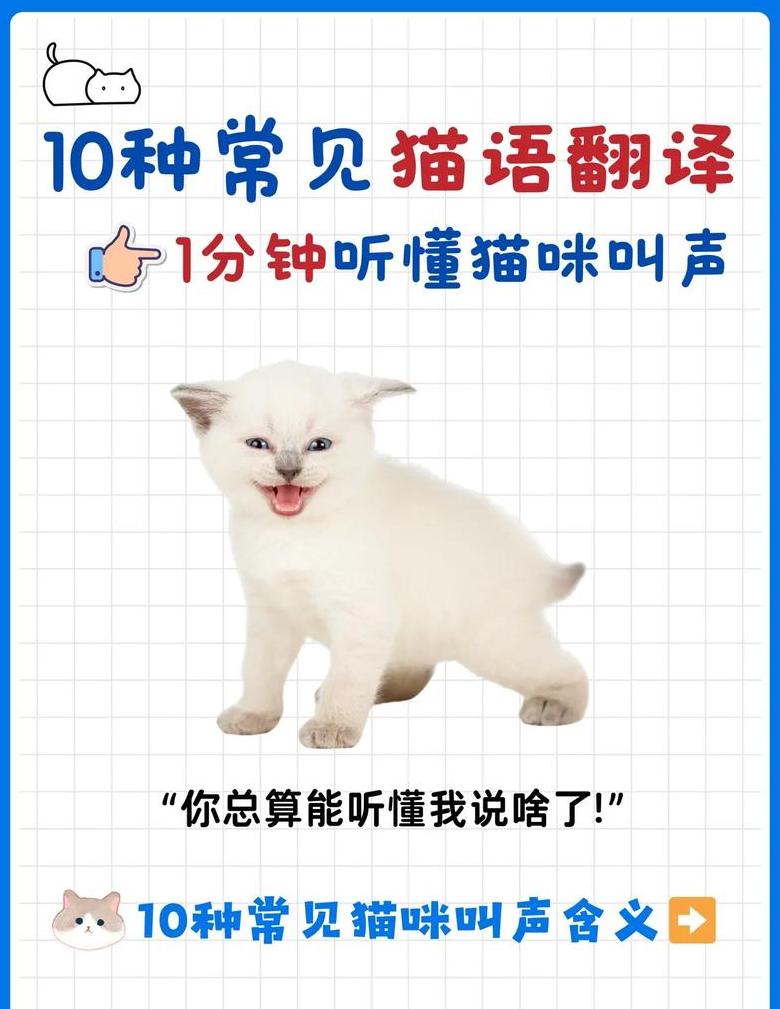 汉字趣味解析：猫字去犭旁加什么偏旁？