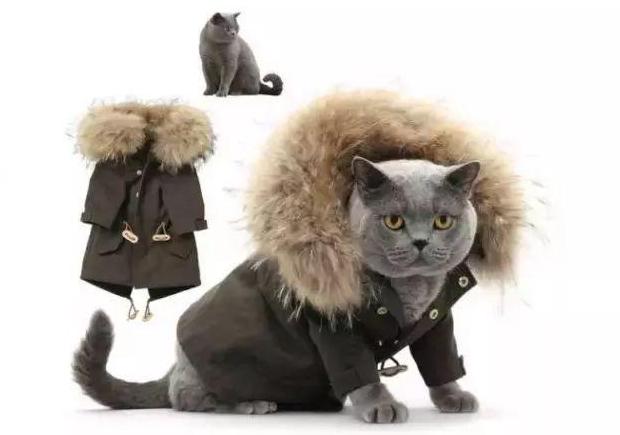 猫穿衣服对猫有好处吗