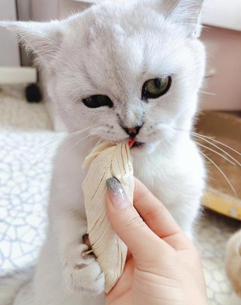 猫喜欢吃冻干鸡胸肉