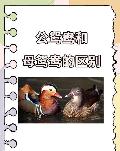鸳鸯是一种还是两种