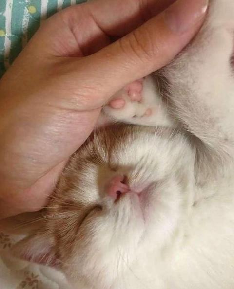 猫咪偏食猫条不吃猫粮怎么办？