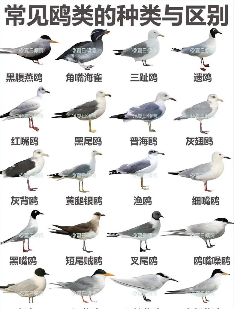 五年级下册跳水生字组词解析与拓展