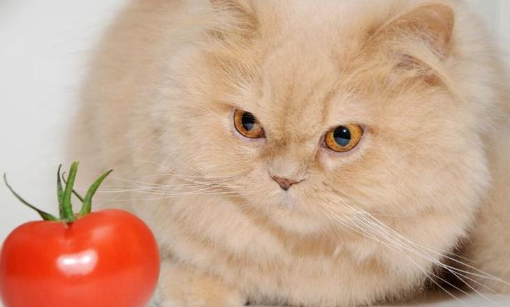 猫咪蔬菜食谱：西红柿、胡萝卜等安全选择