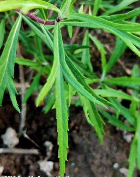 蒌蒿读音带你走进蒌蒿的故事世界