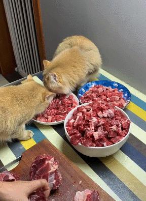 猫咪肉食选择：生牛肉还是煮熟牛肉？