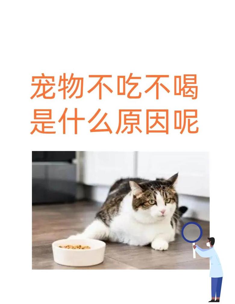 猫咪食欲不振、不排尿，可能有哪些原因？