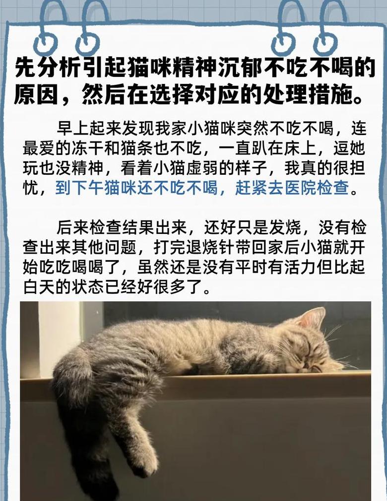 猫咪挑食不吃猫粮？试试这些建议！
