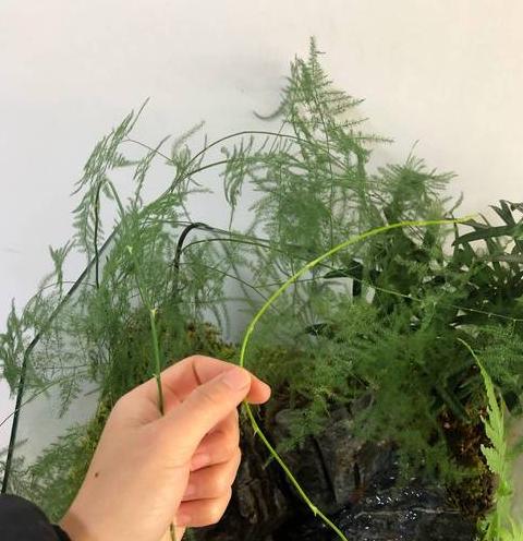 文竹在卧室养护的利与弊