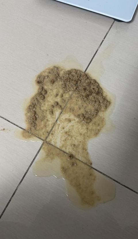 猫咪吐糊状猫粮原因解析及应对措施