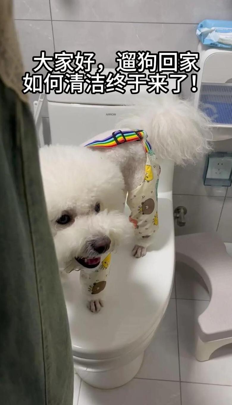 萨摩耶幼犬回家注意事项全解析