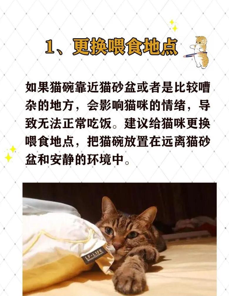 解决猫咪挑食不吃猫粮的5个实用方法