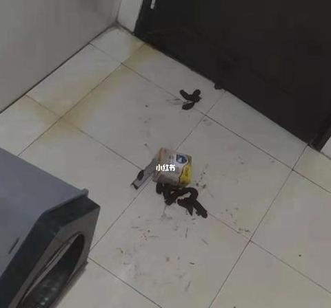 猫咪不在猫砂盆排便原因解析