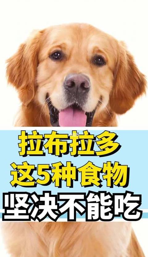 宠物托运手续指南与接宠注意事项