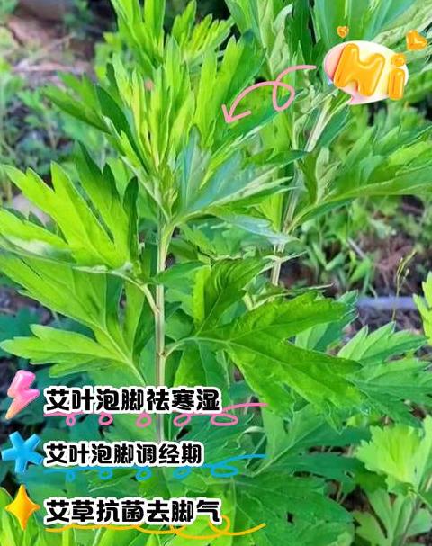 艾草泡脚：养生好处与脚气缓解秘诀