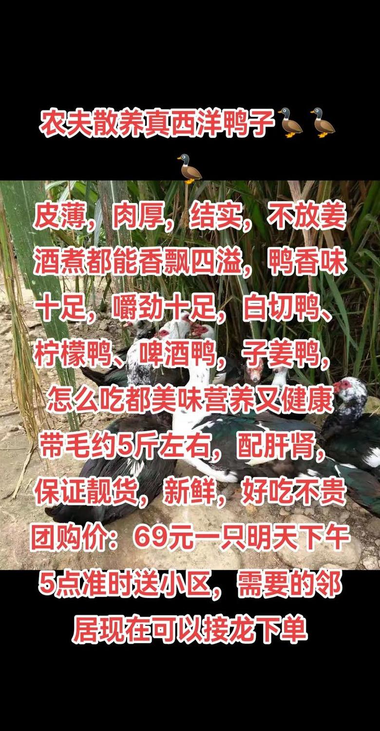鸭肉为什么不能吃