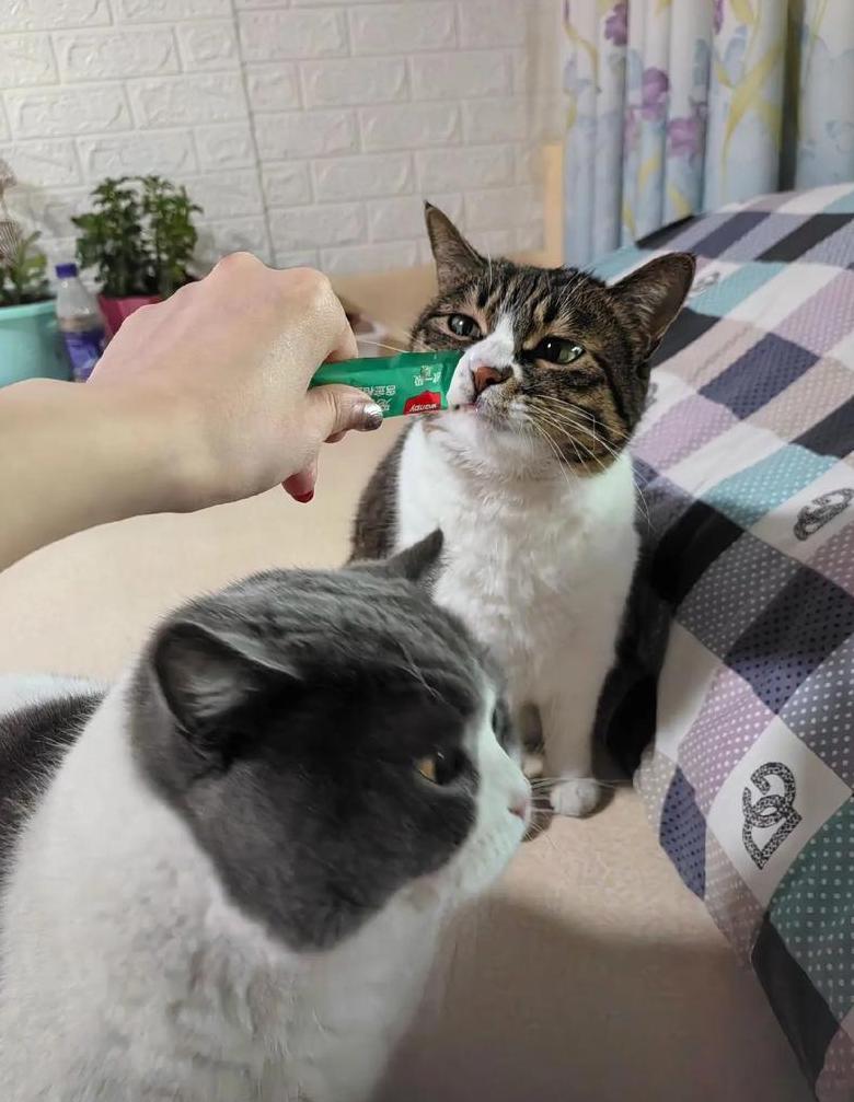 猫条每日摄入量指南
