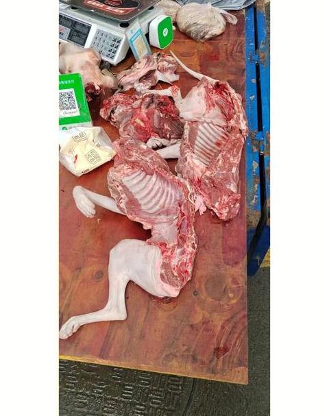 吃猫肉的好处和坏处