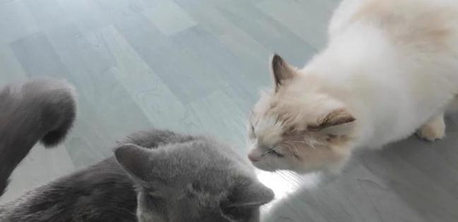 缓解母猫发情嚎叫的实用方法
