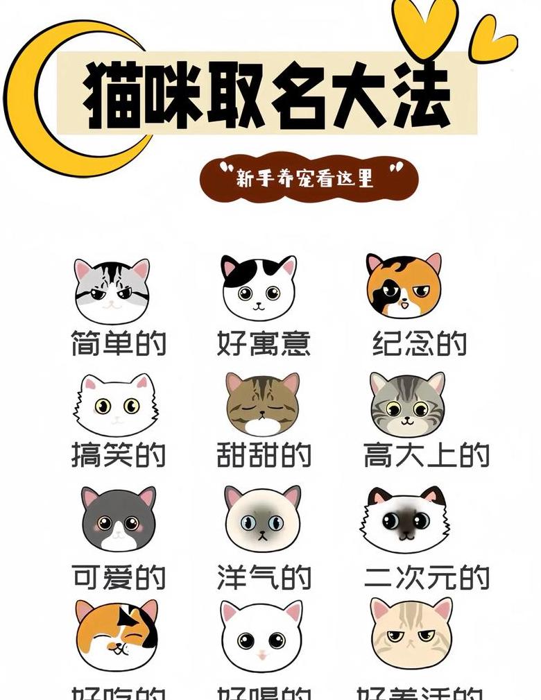 猫咪命名指南：霸气与好运名字精选