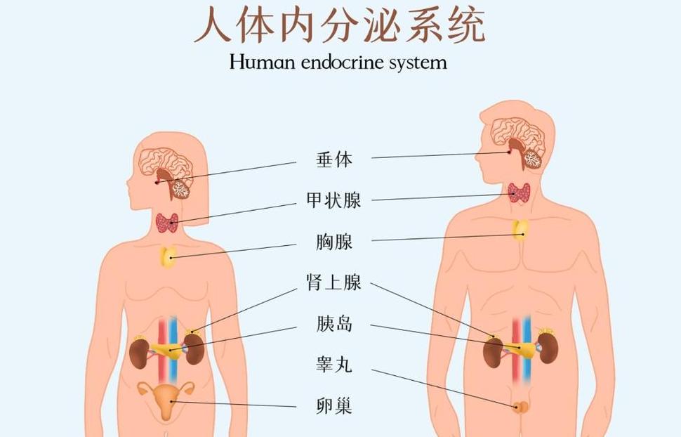 腺体是身体哪个部位