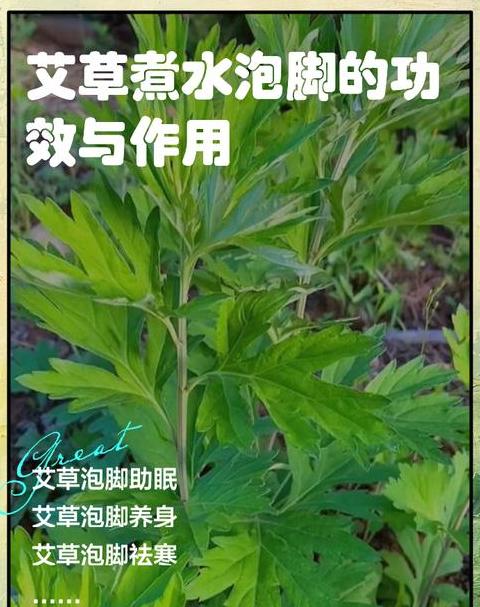 夏天用艾叶泡脚好吗每天泡