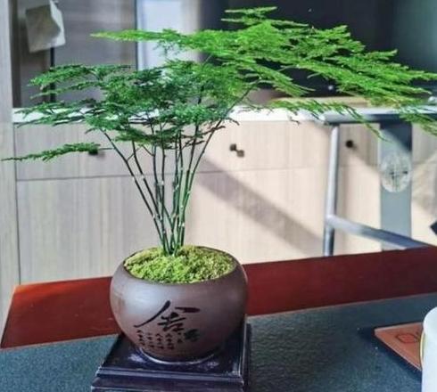 文竹风水摆放指南：居家养护与禁忌解析