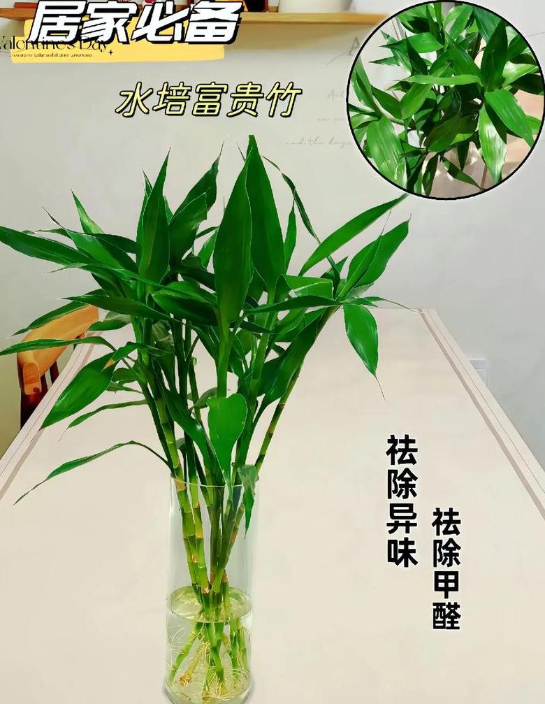 富贵竹养护指南：家庭摆放数量建议