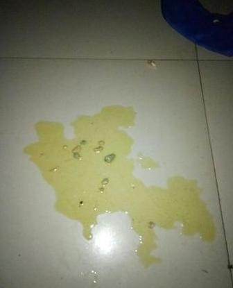 狗狗吐黄水处理指南
