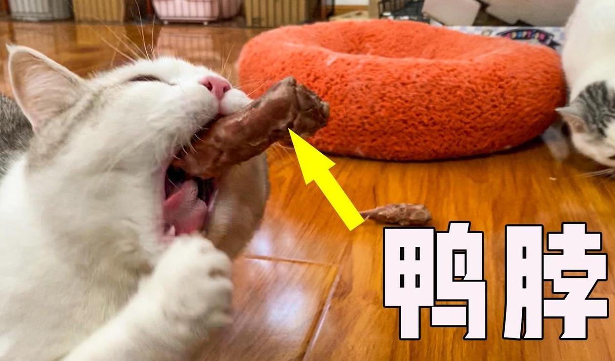 猫咪饮食指南：鸭脖子能吃吗？健康与营养须知