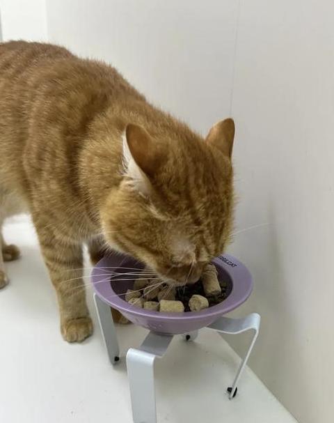 小猫挑食猫粮怎么办？专业解决策略大揭秘