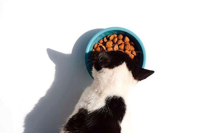 猫咪叼食原因揭秘及纠正方法