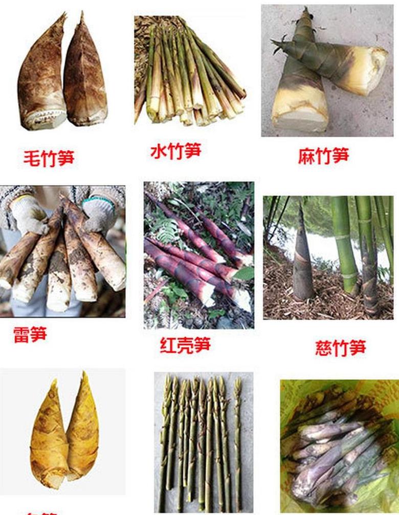 轻松掌握，7种美味小竹笋做法大揭秘