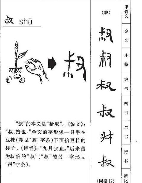 叔字的部首、笔画及组词详解