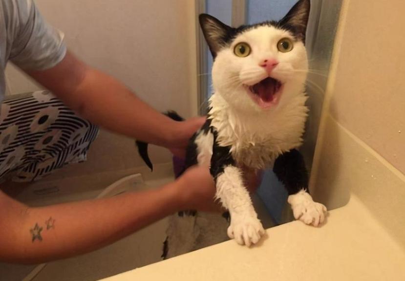 猫咪怕啥？赶猫妙招大揭秘