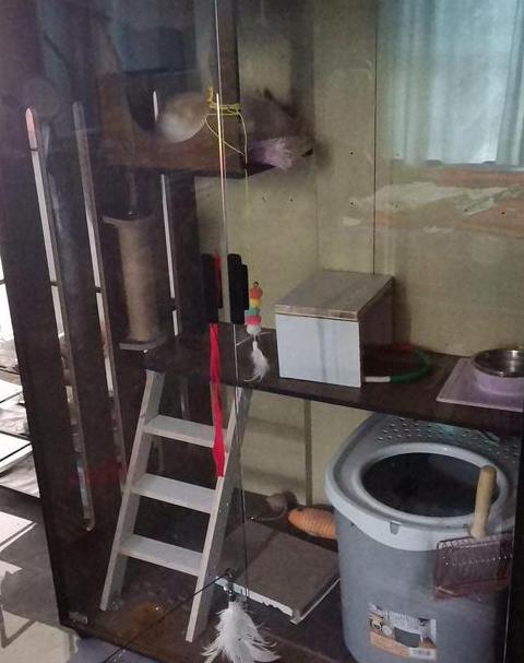 猫咪挖猫砂盆玩耍：正常现象还是需要注意？