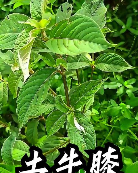 牛膝泡脚了解副作用与禁忌症