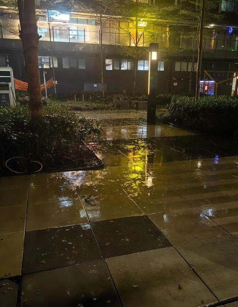 猫咪淋雨洗澡后不幸离世，主人需警惕感冒与皮肤病风险