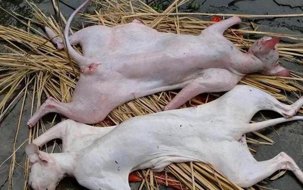 猫肉食用指南：适宜人群与注意事项